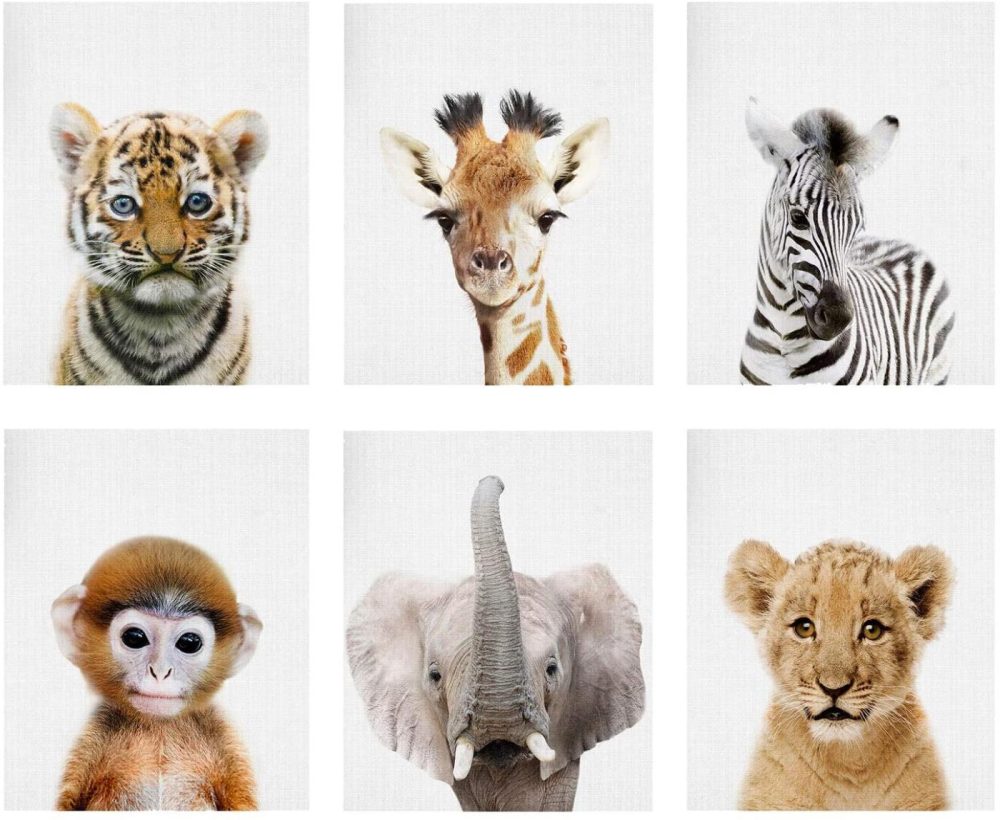 Wall Décor |  Baby Animal Posters And Prints – Ephany Art Ymx016 – Baby Nursery Decor Pictures Set Of 6 (Unframed) Cute Animal Photography Wall Prints For Baby Boys & Girls Room Ymx016 (8"X10"(20X25Cm)) Home Decor & Cleaning D-6pcs