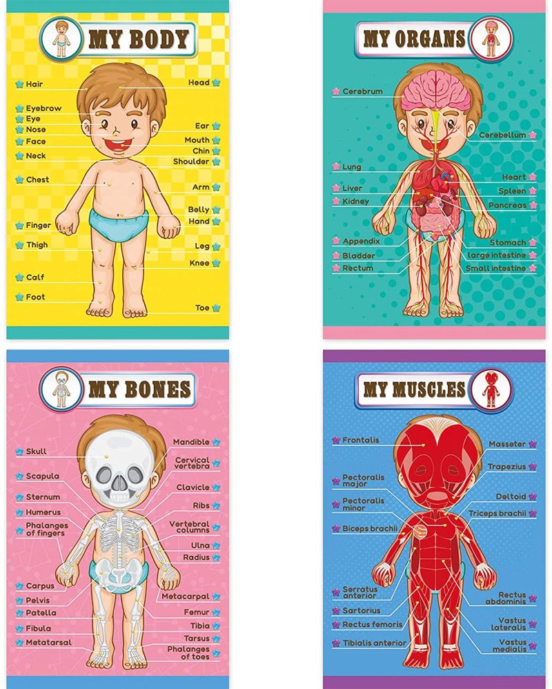 Education & Crafts |  Human Body Educational Learning Posters Body Parts Learning Wall Chart For Kids Cartoon Anatomy Chart Educational Poster Preschool Kindergarten Teaching Supplies, Classroom Decoration, 17 X 11 Inch Education & Crafts Education & Crafts